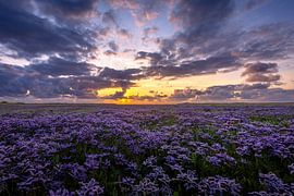 Seelavendel im Schlammloch von Andy Luberti