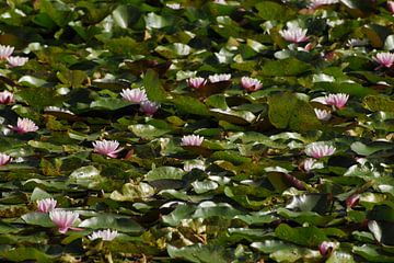 Waterlelies sur Laurent Scheffer