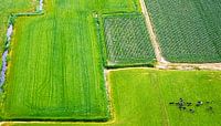 Cows in a Dutch landscape, seen from above