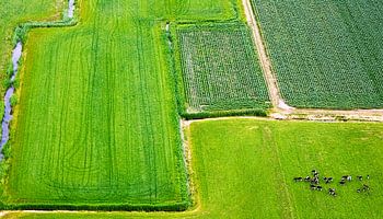 Vaches dans un paysage hollandais, vues d'en haut