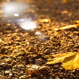 Blatt Ahorn im Gegenlicht von Dieter Walther