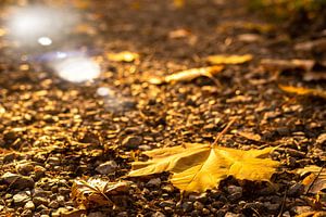 Blatt Ahorn im Gegenlicht