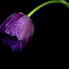 Tulp met druppels van Henk Langerak