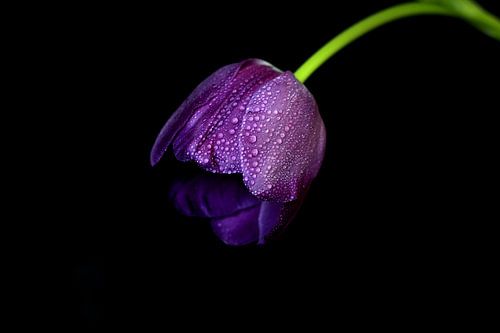 Tulp met druppels