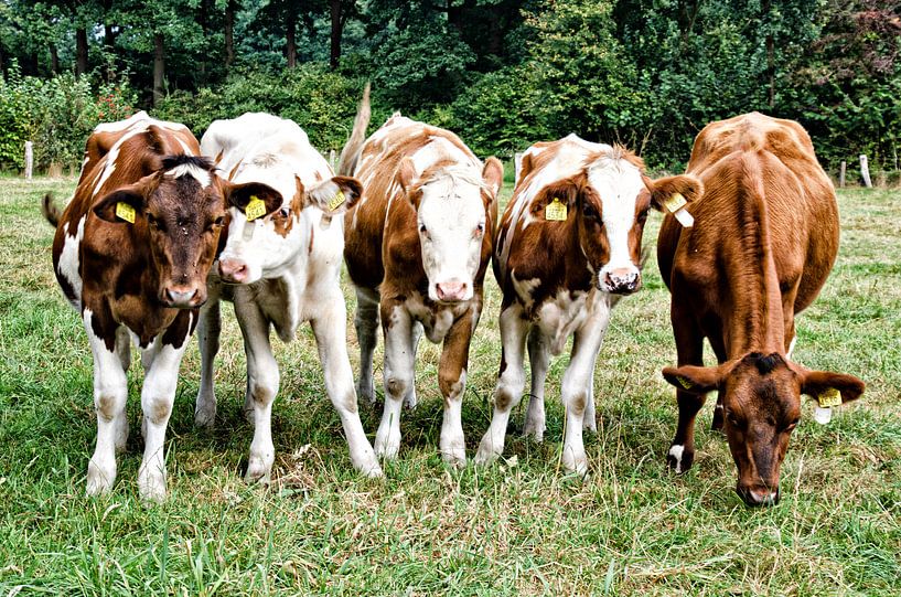 Curious cows by Jessica Berendsen