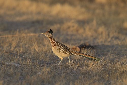 roadrunner" wegkoekoek (Geococcyx californianus), ook grote koekoek of grondkoekoek Nieuw-M