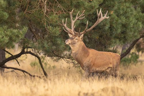 Deer on the Hoge Veluwe, rutting season