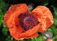 Turkish poppy seeds