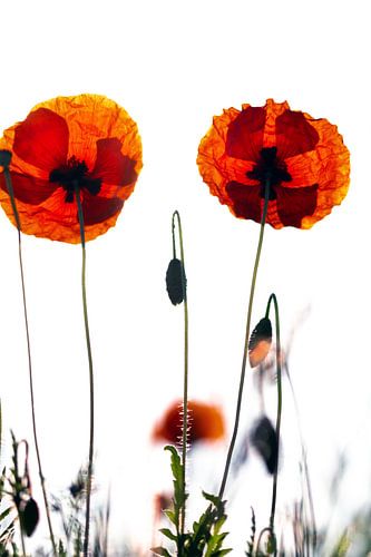 Poppies