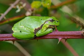 Tree frog by Marcel Jagt