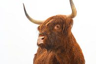 Portret van een Schotse hooglander koe van Sjoerd van der Wal thumbnail