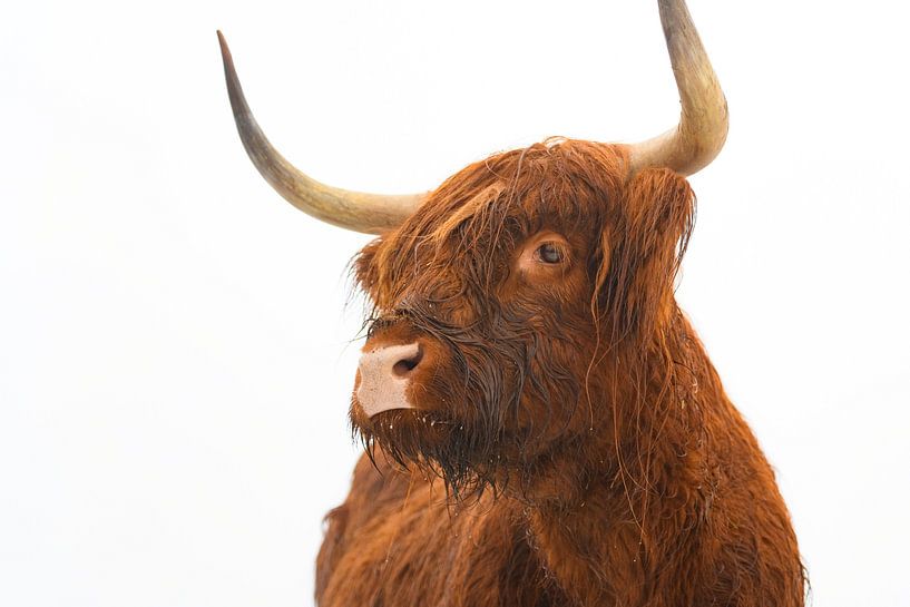 Portret van een Schotse hooglander koe van Sjoerd van der Wal