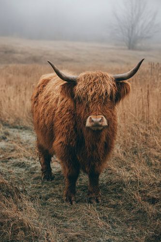 A Scottish Highland cow in a misty field: an atmospheric portrait