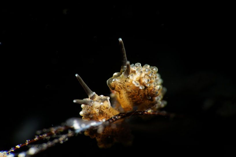 Racemose Doto zeeslak (nudibranch), Tulamben, Bali (Indonesië). van Aniek Stevense