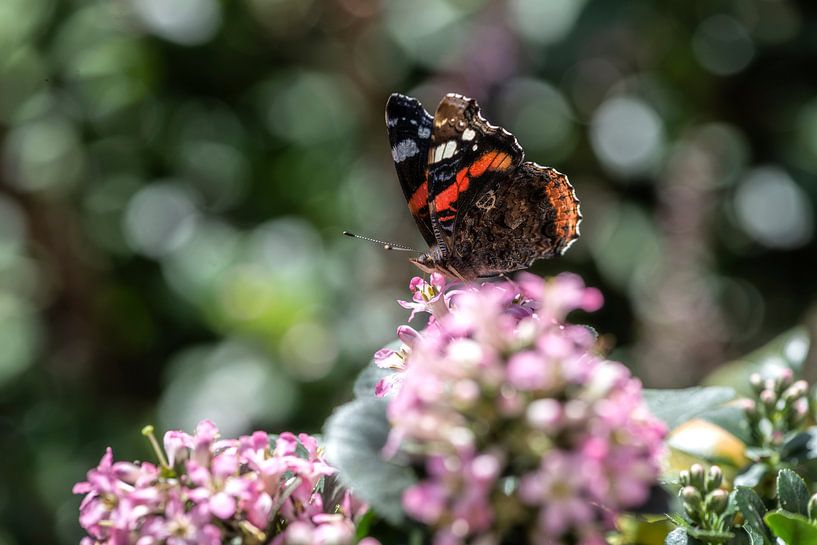 Butterfly by MirjamCornelissen - Fotografie