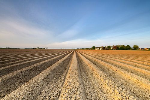 Vers geploegd aardappelveld met rechte aardappelruggen