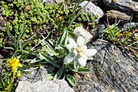 Alpenblumen – farbenprächtige Naturfotografie aus den Bergen. Jetzt Wandbild oder Leinwand kaufen und alpine Blütenvielfalt erleben.