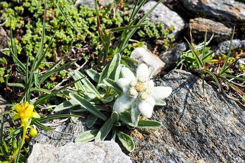 Alpenbloemen - kleurrijke natuurfotografie uit de bergen. Koop nu een muurschildering of canvas en ervaar de diversiteit van alpenbloemen.