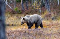 L'ours brun par Merijn Loch Aperçu