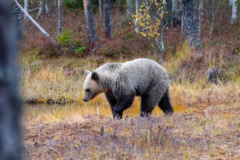 The brown bear by Merijn Loch