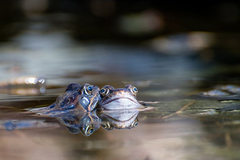 Two frogs by Diantha Risiglione