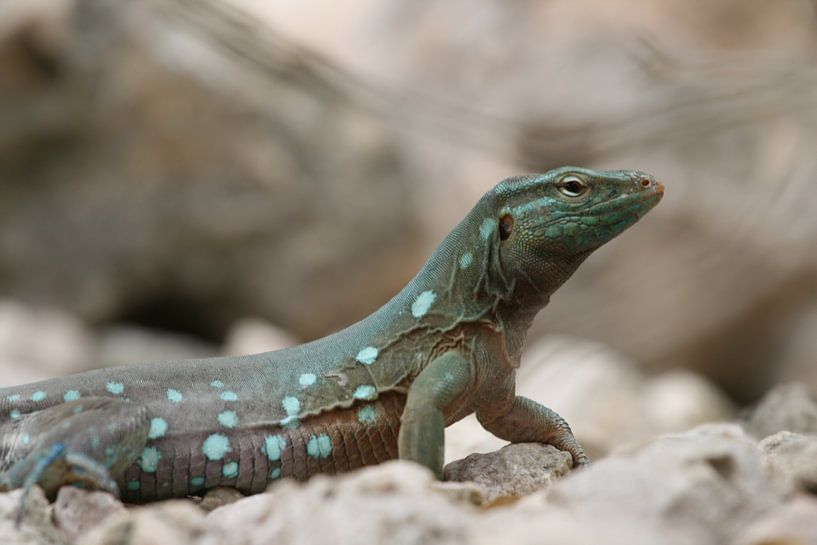 hagedis 002 by Barry van Strien
