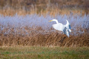 Aigrette garzette en vol sur ManfredFotos
