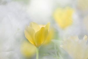 Tulpe