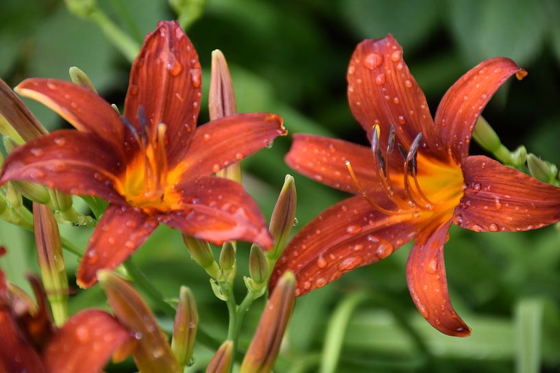 Taglilienblüten im Garten von Claude Laprise