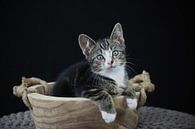 Kitten in een houten trog van Astrid Brouwers thumbnail