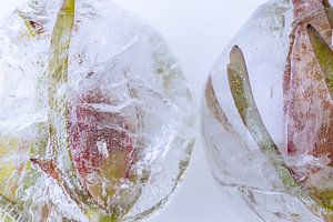 Pflanze rot und grün in kristallklarem Eis 2