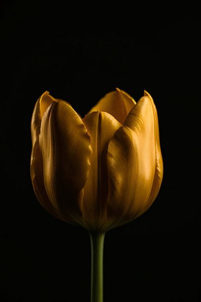 Elegant Golden Tulip against Deep Black Background by Art & Soul Creations