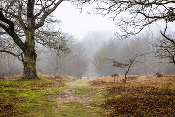 Toekomst van Bart Burkels