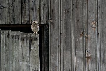 Steenuil op de deur van een houten schuur van Susanne Vedder