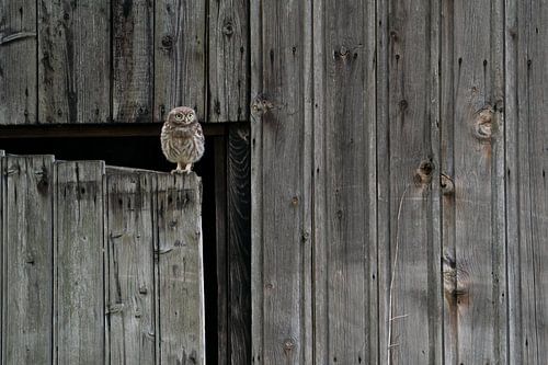 Petite chouette sur la porte d'une cabane en bois