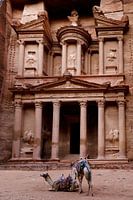 Kamele in Petra, Jordanien