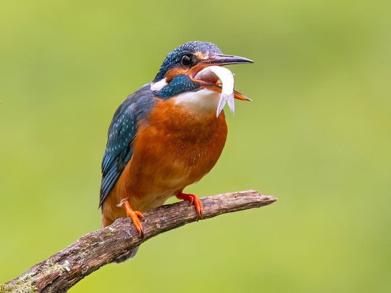 Martin-pêcheur en train de manger par Manuel Weiter