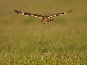 Chasse au hibou des marais 3