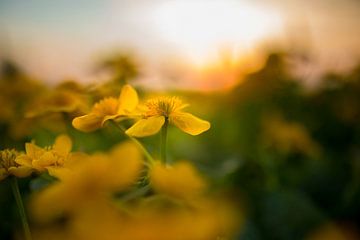 Bouton d'or au coucher du soleil