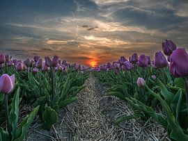 Paarse tulpen van Patrick van Baar