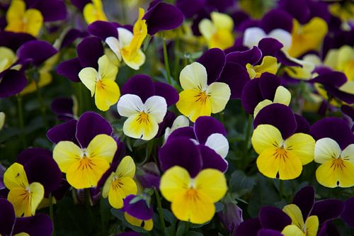 Kleurrijke bos Viooltjes