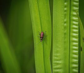 Un gros plan minimaliste d'une bogue de la mer en été dans la Sarre, vue de haut sur Wolfgang Unger
