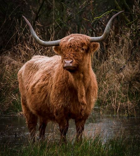 Le Highlander écossais dans l'eau