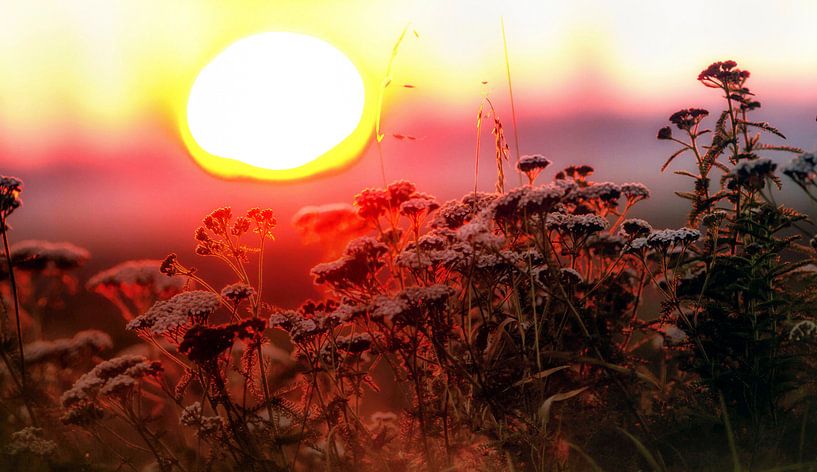Der Sommer ist da! von Stefano Scoop