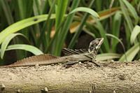 Basilik lizard, Jesus Christ lizard