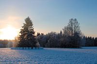 Swedish afternoon sun