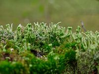 Macro shot of mushrooms