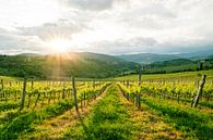 Prachtige landschapsfoto van een wijngaard in Toscane van Natascha Teubl thumbnail