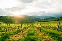 Beautiful landscape photo of a vineyard in Tuscany