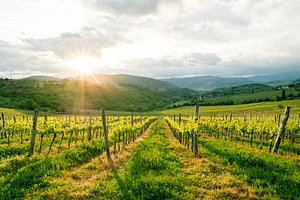 Wunderschönes Landschaftsfoto eines Weinbergs in der Toskana